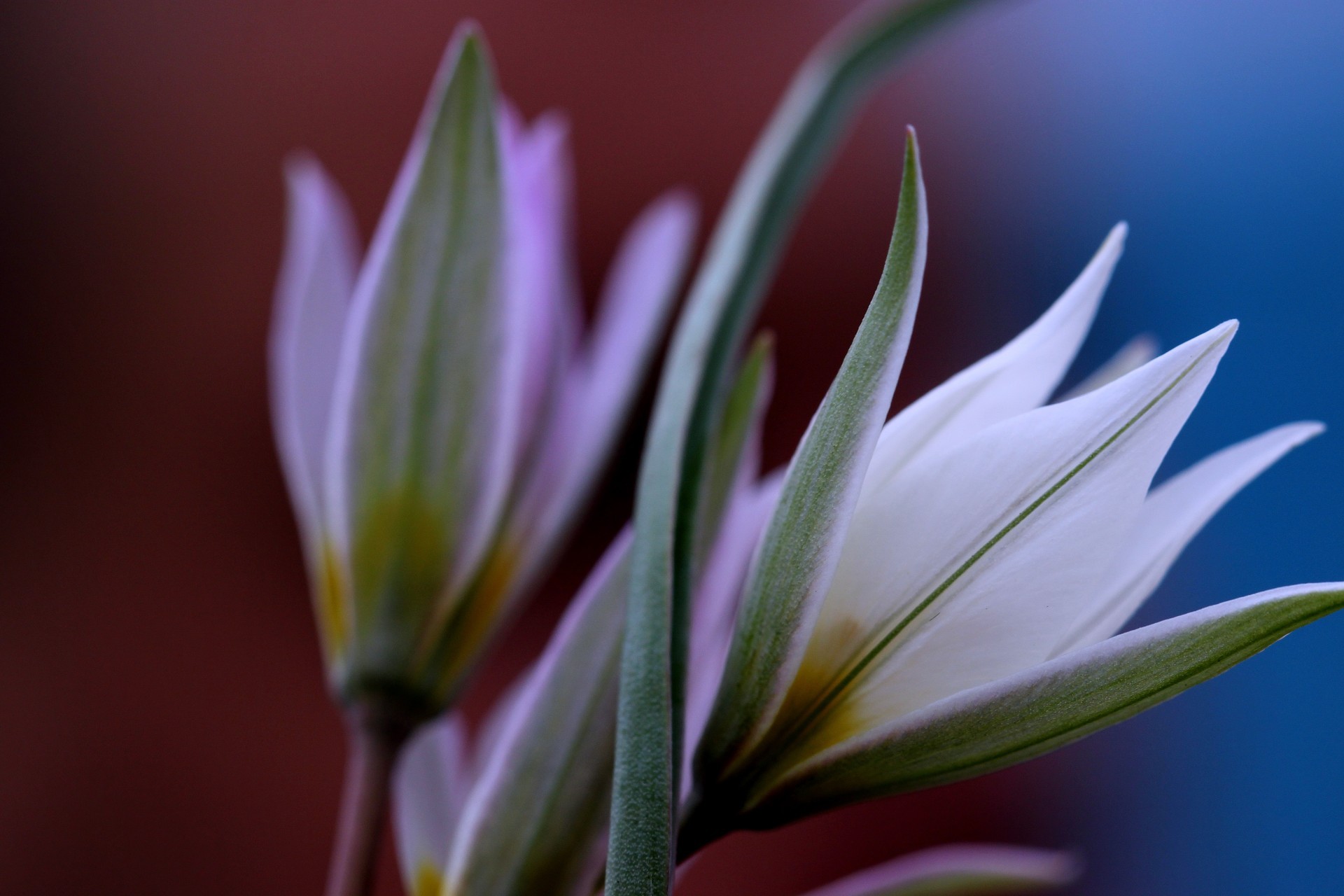 fiori selvatici natura fiore flora foglia giardino estate colore luminoso delicato bello crescita