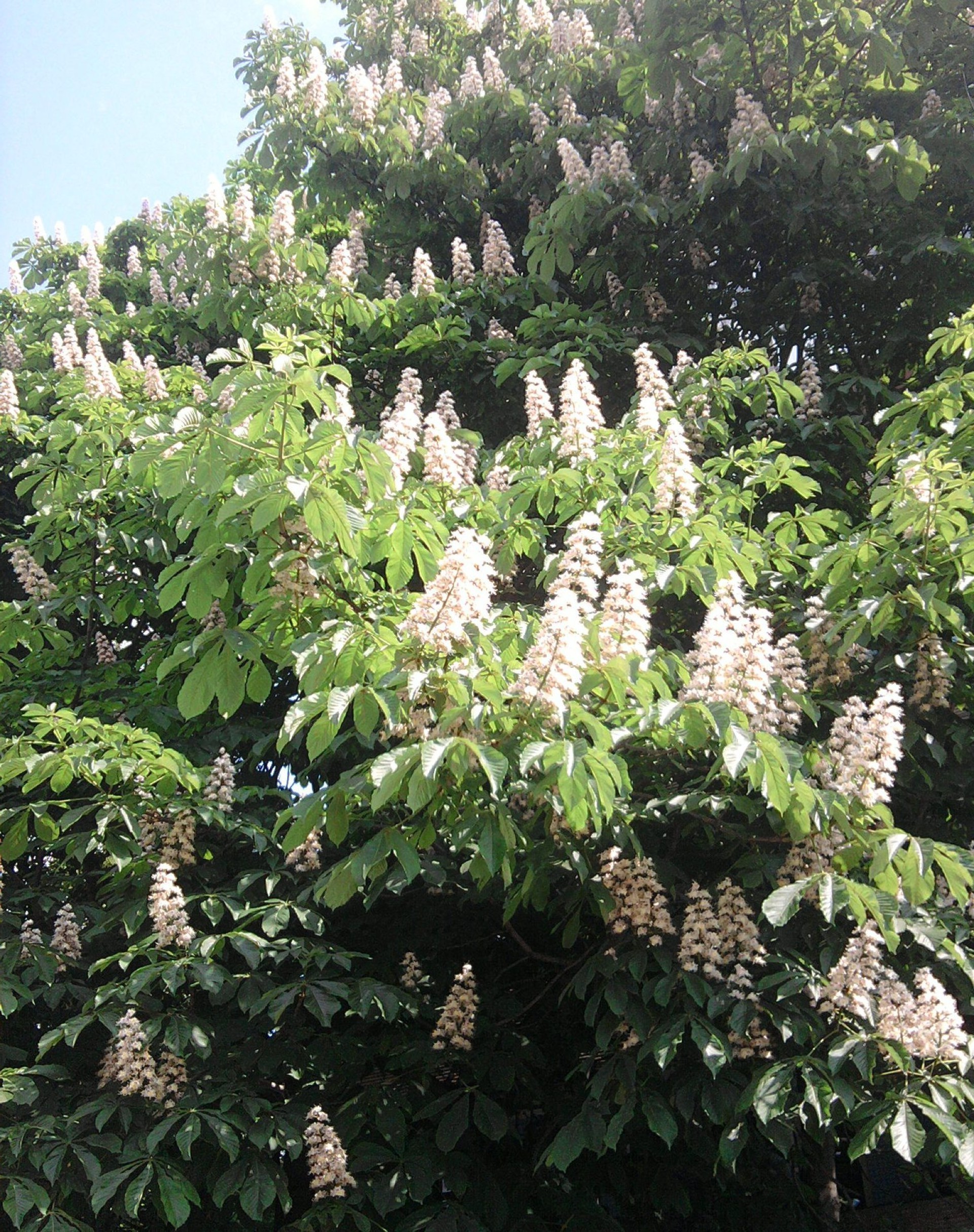 spring garden tree flora flower nature park leaf shrub season summer growth outdoors blooming environment landscape botanical scene outside sunny