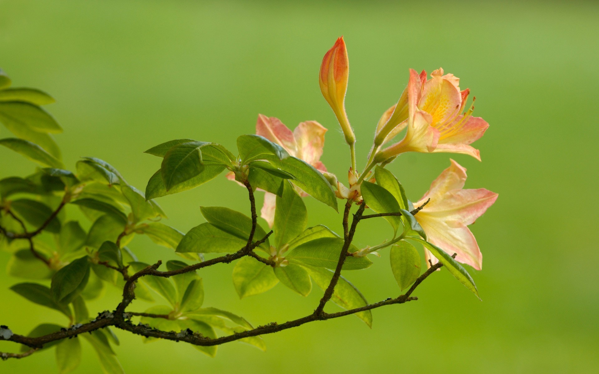 closeup nature leaf growth flower flora summer garden bright outdoors fair weather tree branch