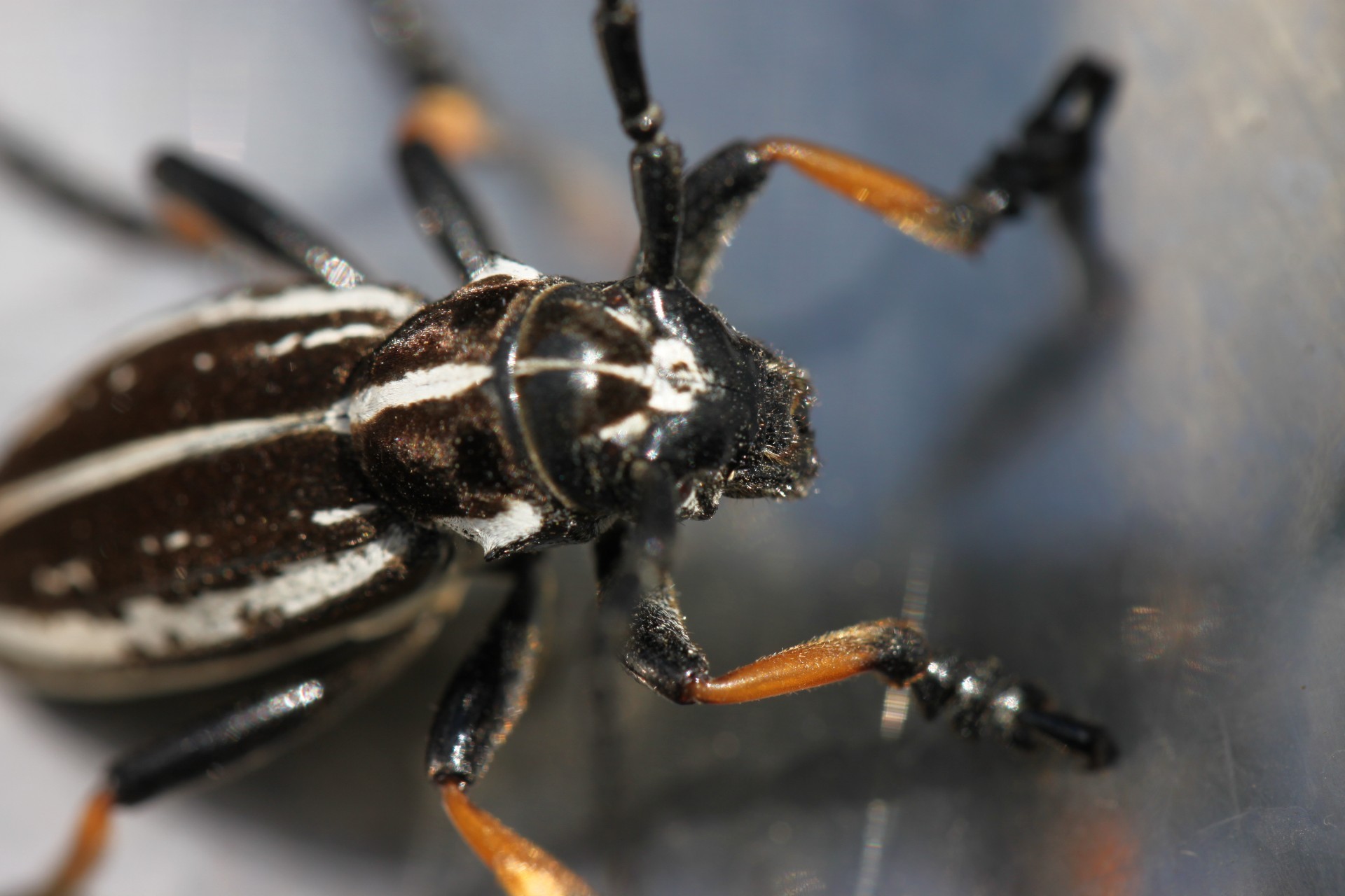 insekten wirbellose insekt käfer ein natur tierwelt wenig