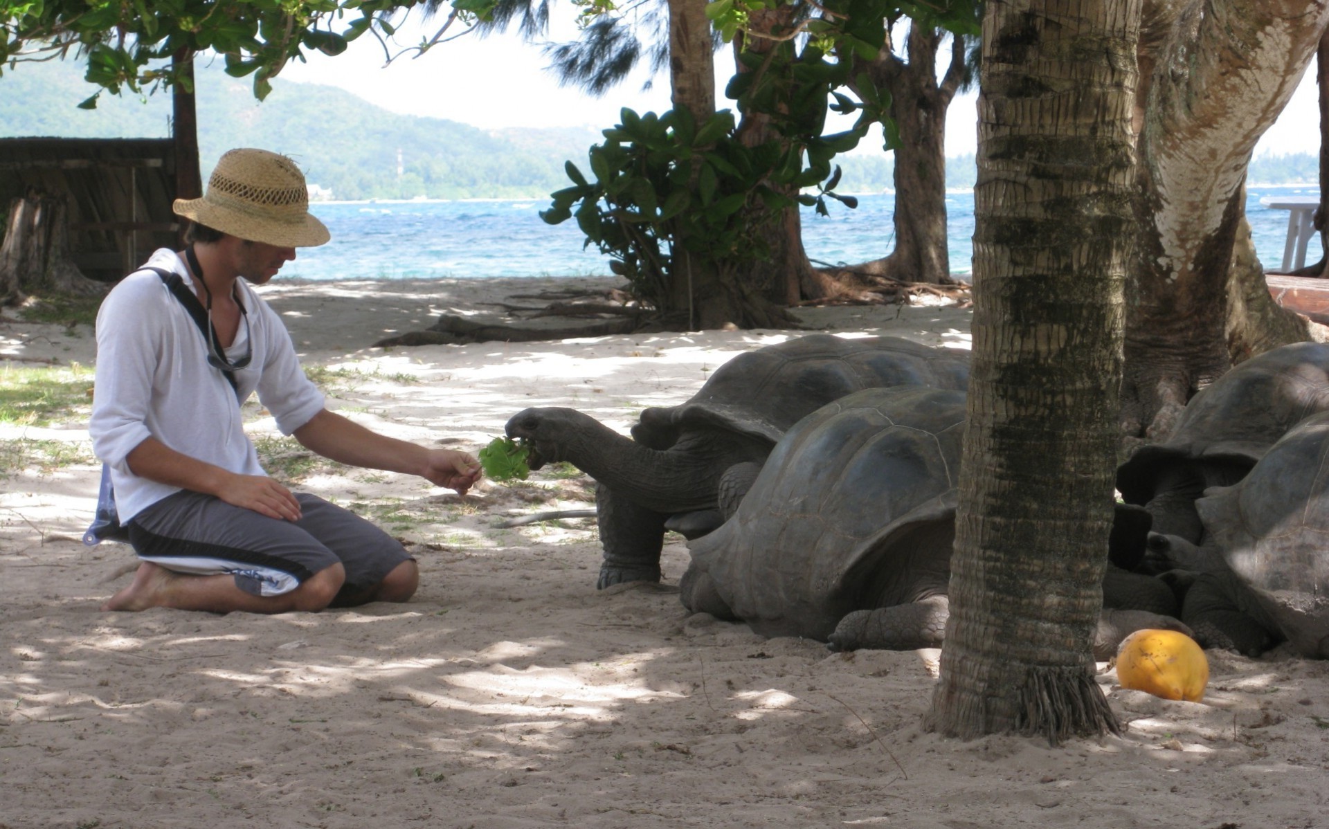 animais marinhos sozinho água viagens adulto árvore tropical ao ar livre férias mulher criança férias homem luz do dia