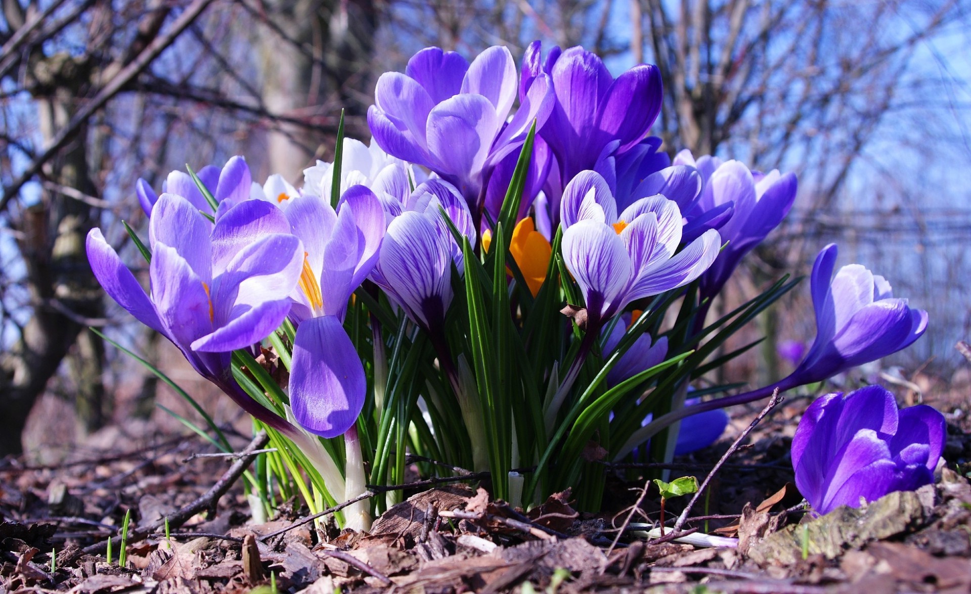 dzikie kwiaty natura sezon kwiat flora liść ogród bluming park krokus płatek kwiatowy kolor wiosna wzrost jasny trawa zbliżenie piękne lato