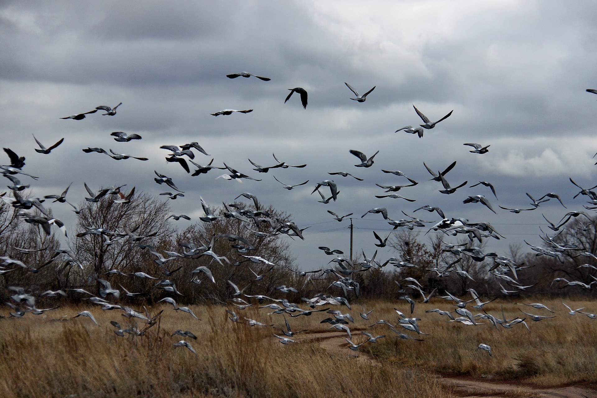 troupeau d oiseaux oiseau faune nature oie vol ciel mouette animal à l extérieur migration sauvagine voler sauvage paysage eau troupeau mars lac hiver