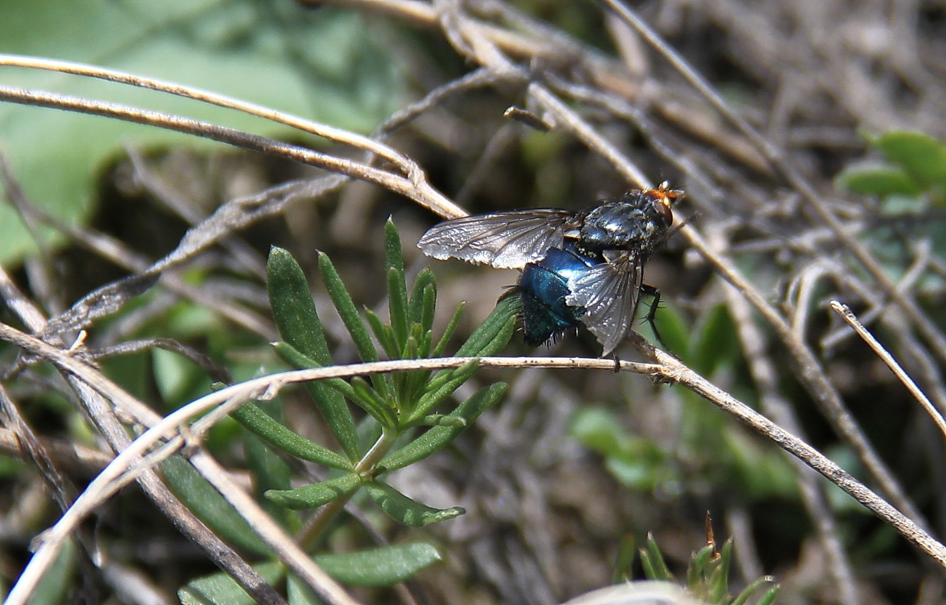 insekten natur tier insekt tierwelt fliegen flügel im freien vogel schließen wild garten wenig in der nähe farbe