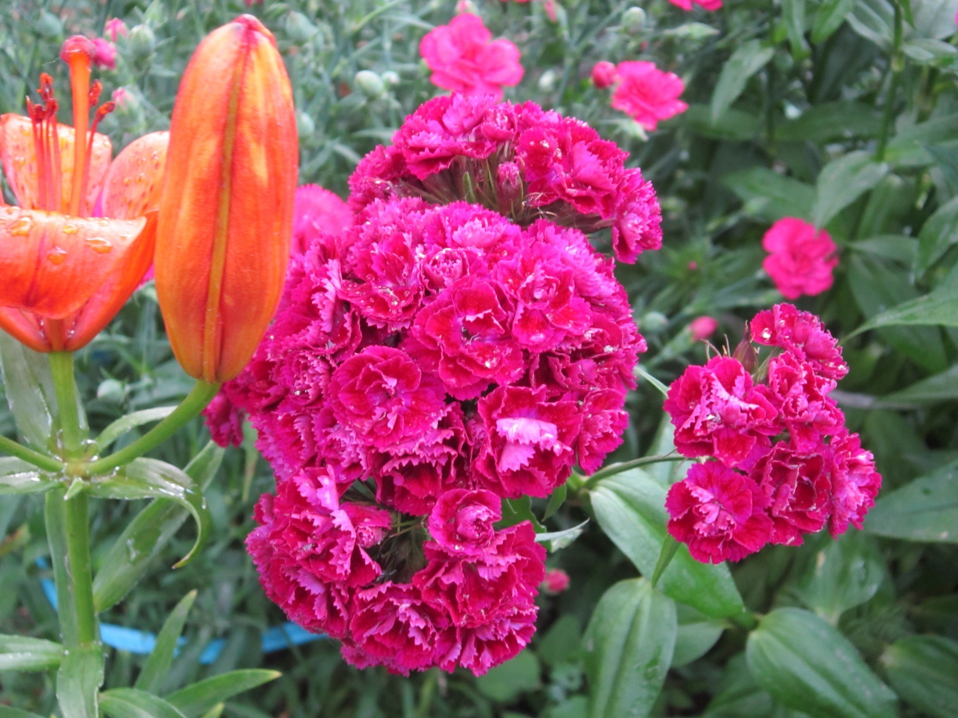 aiuole fiore natura flora giardino foglia floreale estate fiore colore luminoso petalo tulipano close-up stagione vivid bouquet crescita parco bella