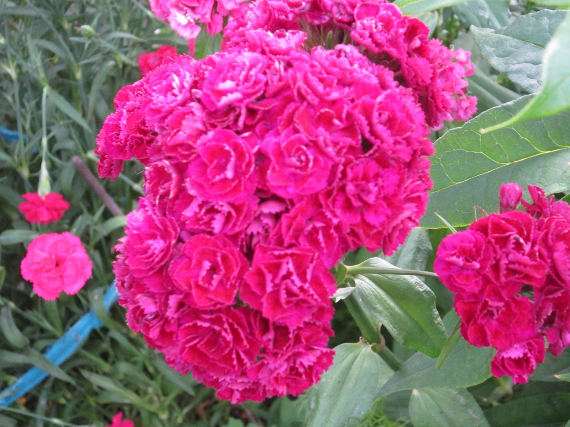 close-up fiore flora natura giardino floreale fiore foglia petalo rosa estate bouquet colore testa vivid botanico peonia bella decorazione arbusto