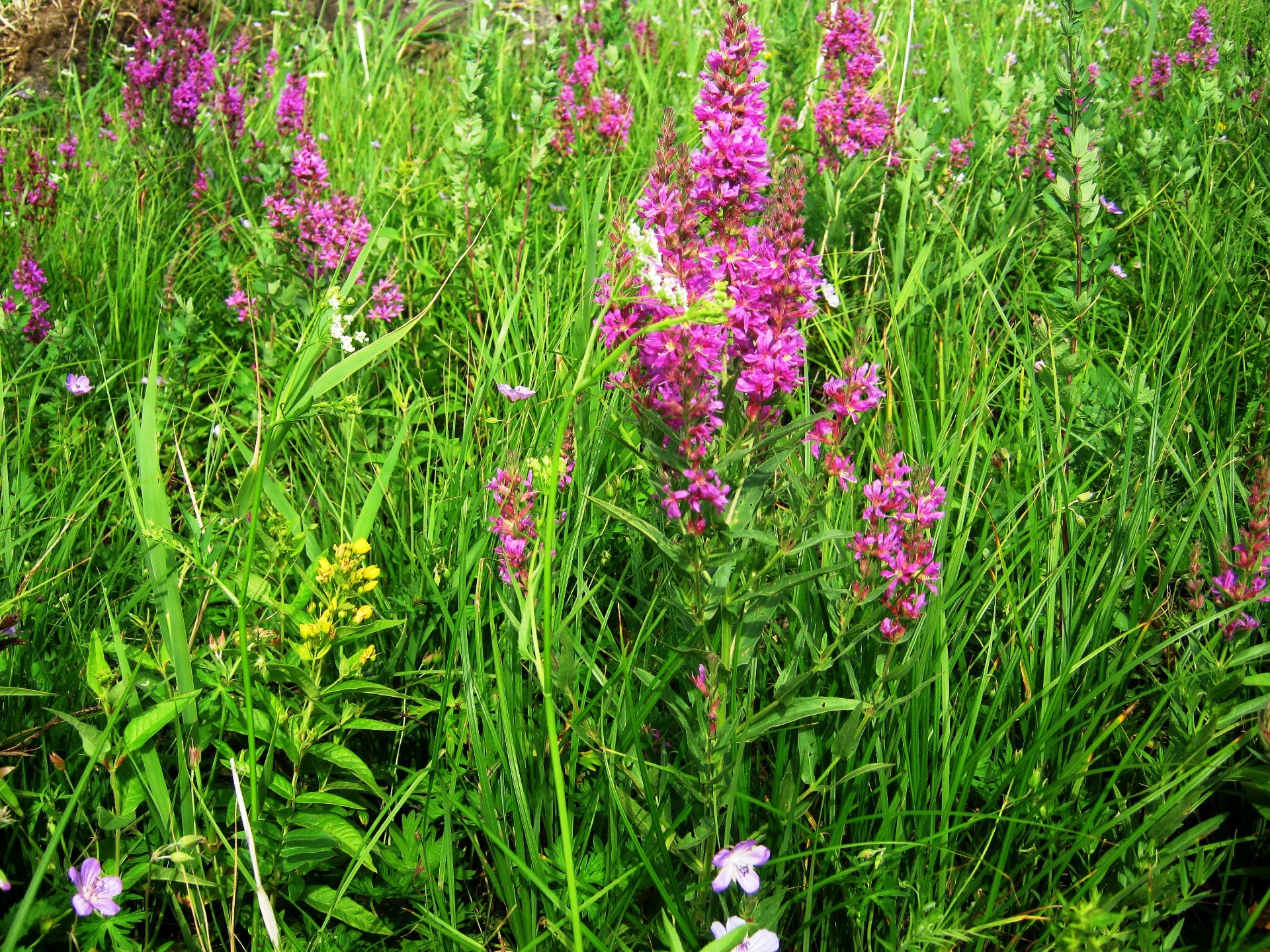 blumen blume natur flora sommer heu gras feld blühen im freien blumen garten blatt wildflower gutes wetter hell blütenblatt saison farbe schließen