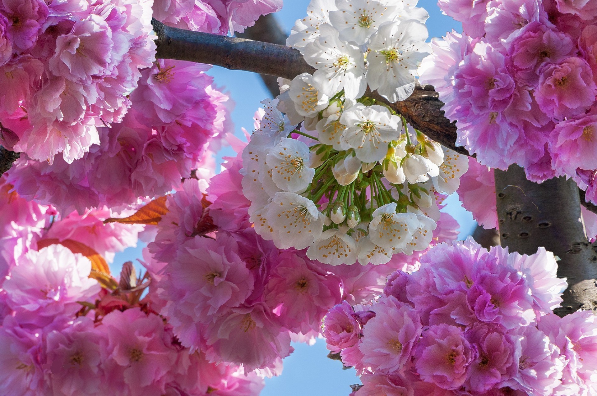 ağaçlardaki çiçekler çiçek flora çiçek açan doğa şube çiçek taçyaprağı bahçe sezon kiraz ağaç güzel dostum renk parlak bahar paskalya yaprak narin