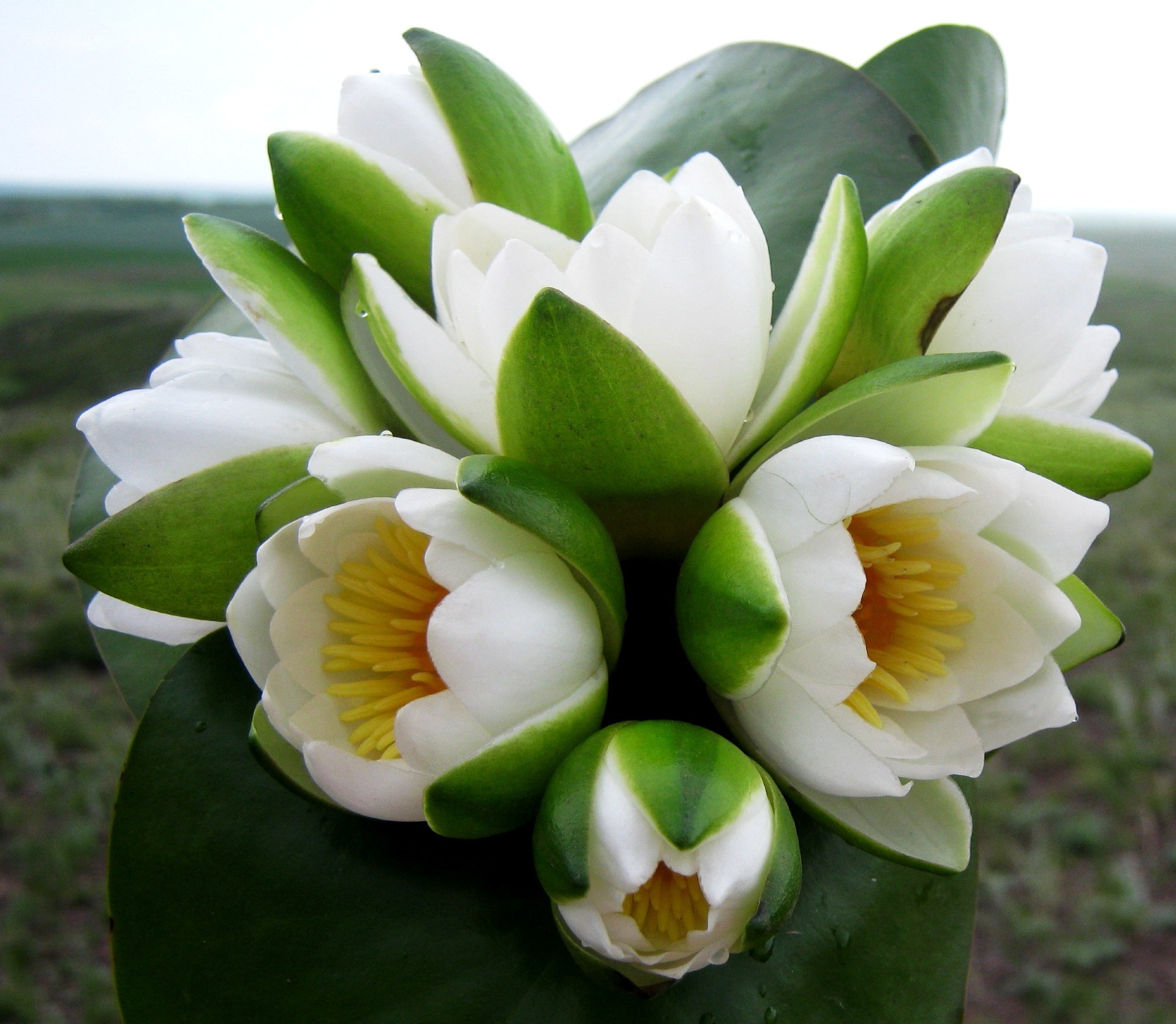 closeup nature leaf flower flora lily tropical garden bright summer petal beautiful exotic blooming floral color season close-up