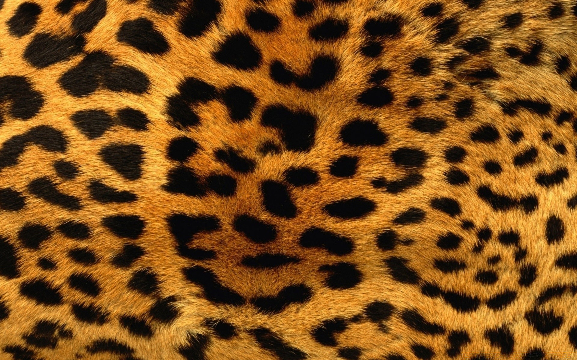 textura chita leopardo camuflagem safari pele gato padrão jardim zoológico tigre selva mamífero vida selvagem girafa gato grande borbulhante impressão design