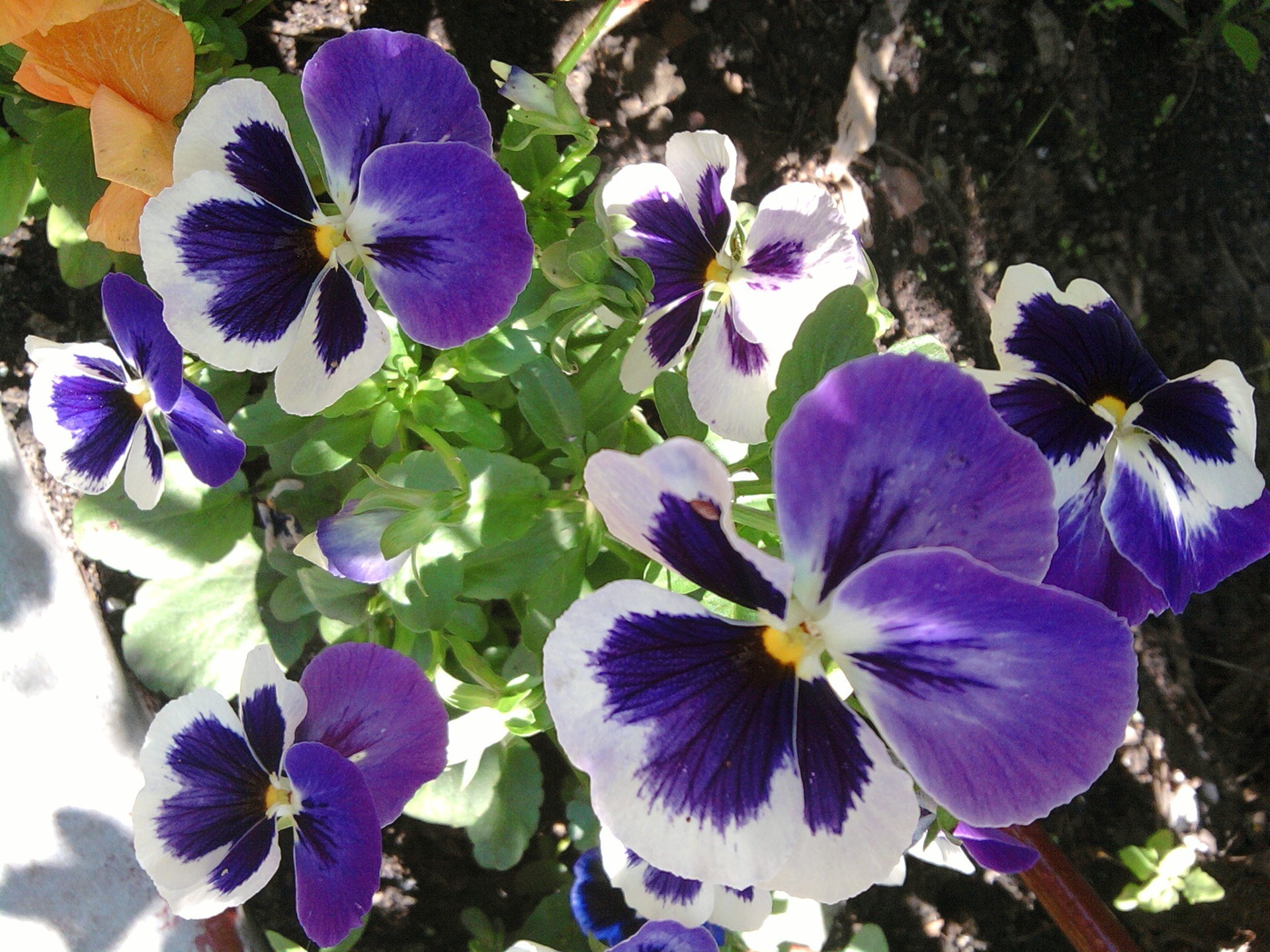 blumenbeete mit blumen blume stiefmütterchen natur blumen blatt viola violet flora blühen garten im freien blütenblatt hell sommer wachstum