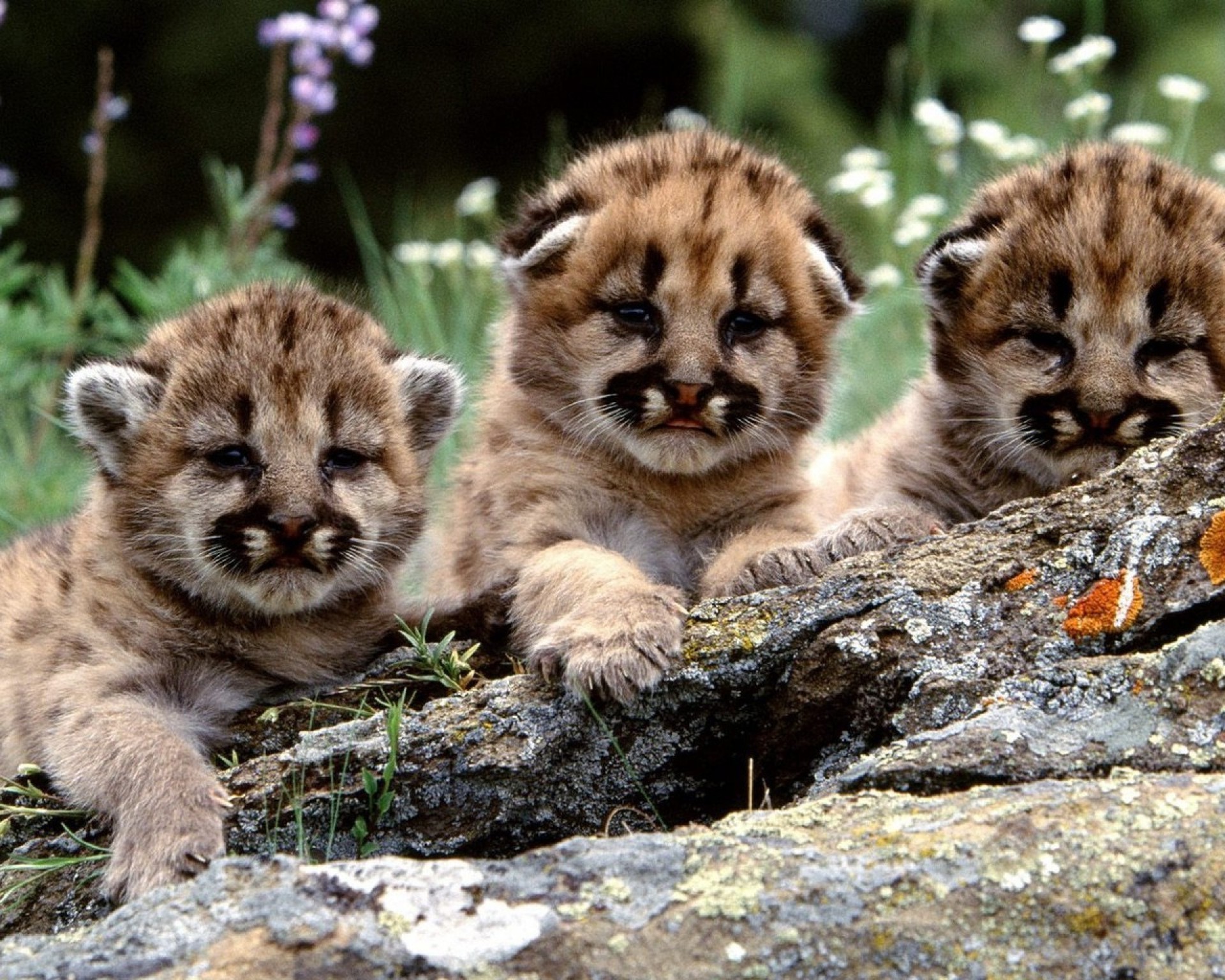 tigers mammal cat wildlife zoo animal carnivore fur predator cub wild nature cute portrait baby big little looking lion furry