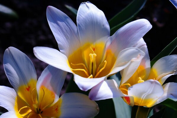 Schöne weiße Blumen Nahaufnahme