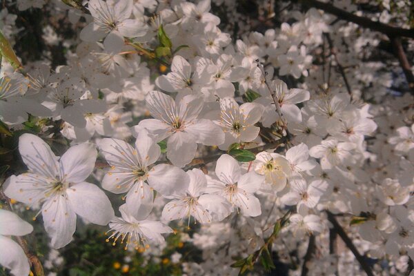 Weiße Blüten. Blüte im Frühling