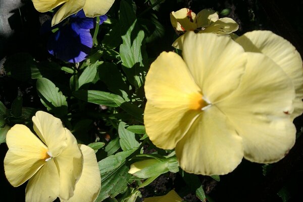 Tres hermosas flores amarillas