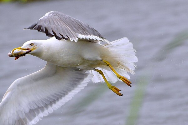 A seagull catching fish on the fly.