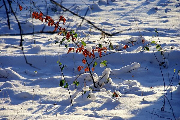 Frost in nature pictures wallpapers