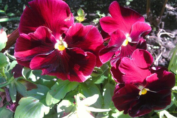 Flowerbed with flowers pansy burgundy