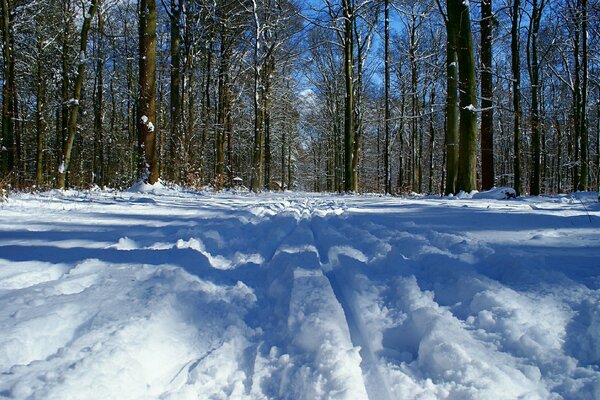 Árboles en invierno en las heladas bajo la nieve