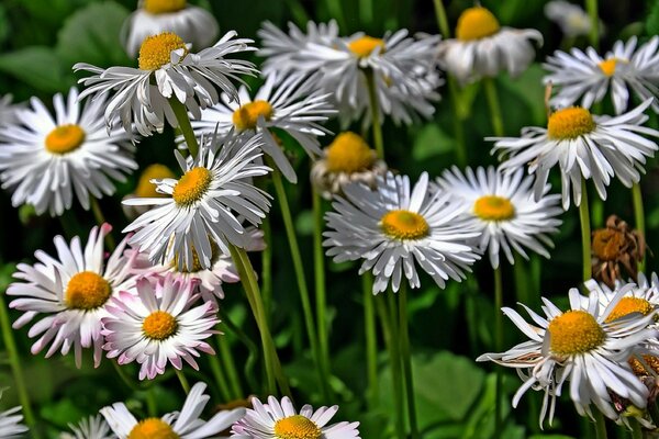 Daisies close-up