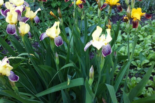 Gartenblumen im Polysättel