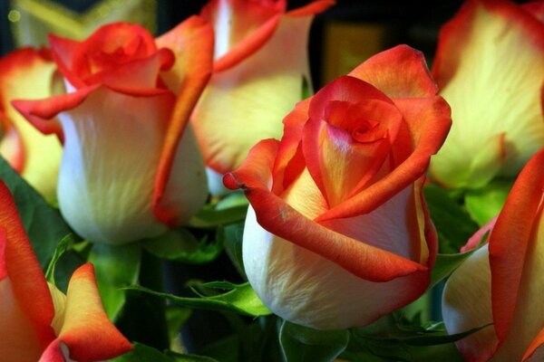 Schöne Rosen riechen mit ihrem Duft