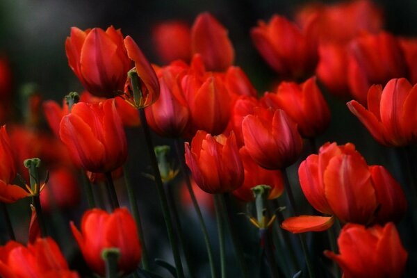 Knospen von scharlachroten Tulpen auf dunklem Hintergrund