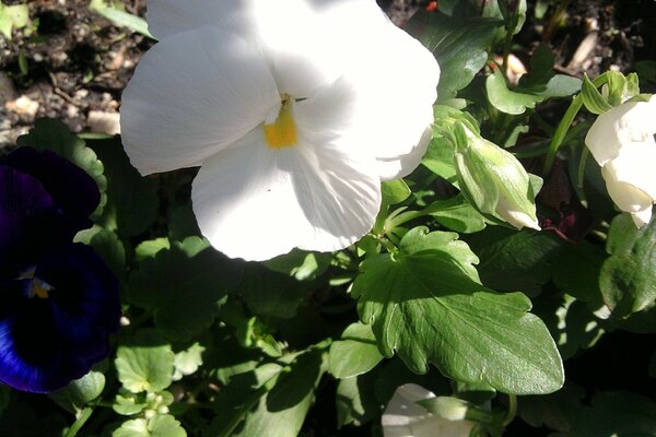 Fleur closeup sur la nature