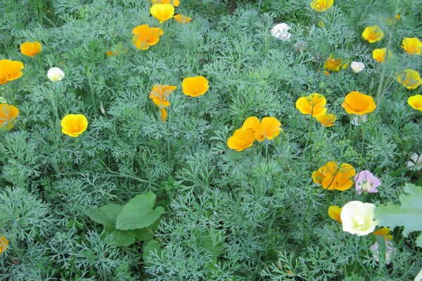 Blumenbeet mit Blumen im Sommergarten