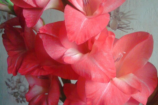 Gladioli in a vase beautiful photo