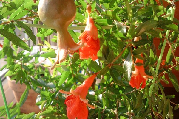 Pomegranate blooms and bears fruit