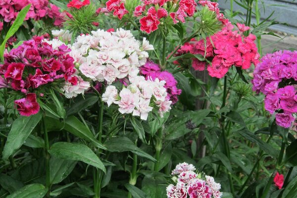 Jardim de flores cravo multicolorido