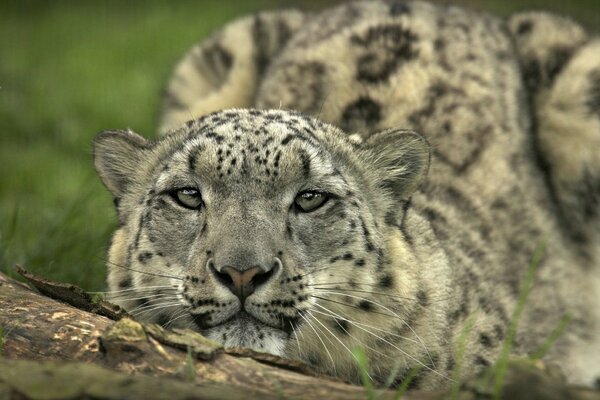 Beau guépard bouchent