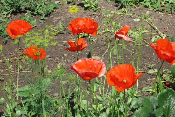 Club with flowers red poppies