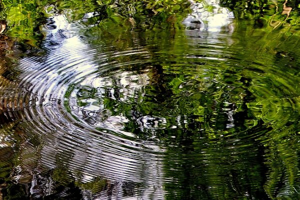 Ponds and streams in nature in the forest