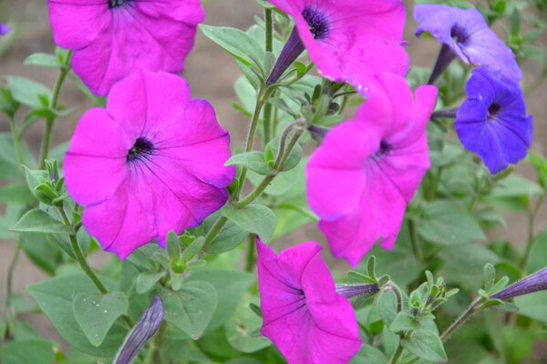 Gartenrosa und lila Blüten