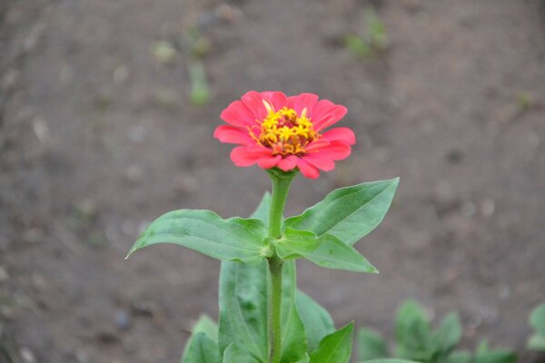 Portraitfoto einer Blume im Freien