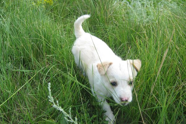 Cute animal. Dog in the grass