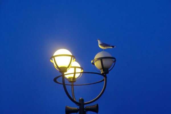 Hohe Laterne in der Nacht