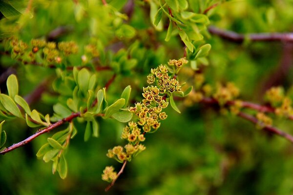 Natura elegante di verde