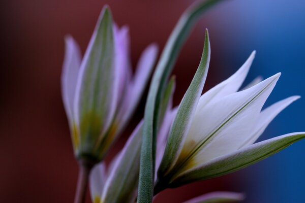 Wonderful flowers for a good mood