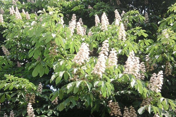 Flora y fauna en Salou en primavera