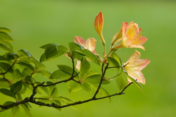 Imagem de close-up de uma flor