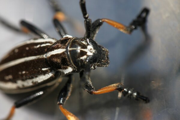 Striped beetle sits on metal