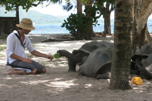 An islander feeds huge turtles with his hands