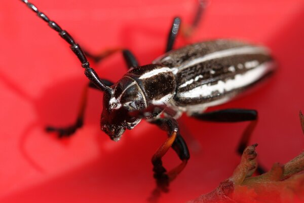 Brown beetle on a red background