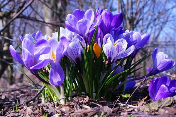 Prímulas flores púrpuras flora