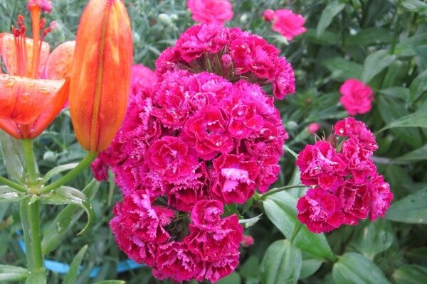 Photo flower beds with carnations and daylilies