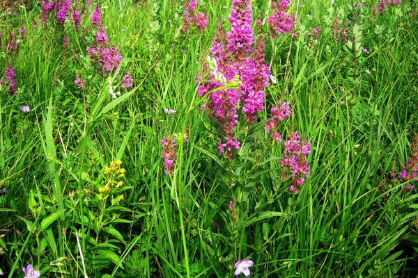 Wildflowers on the background of meadow grass