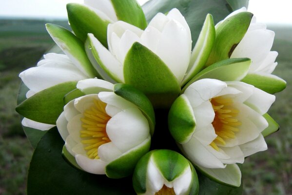 Brotes blancos como la nieve de flores en flor